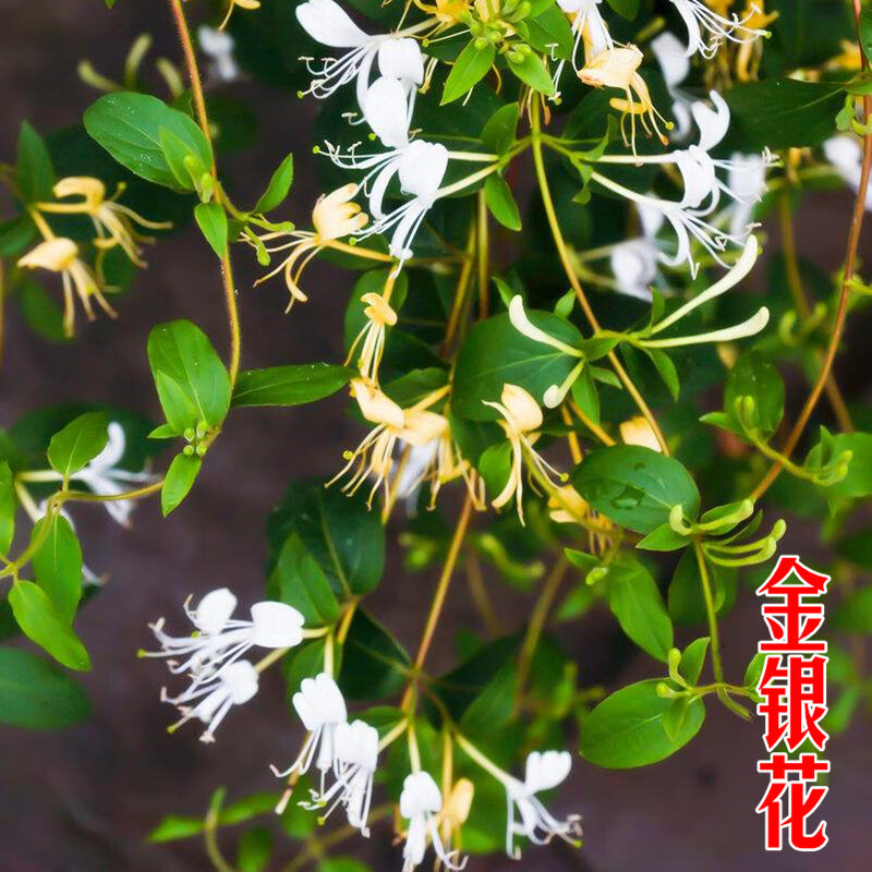 唯友(weiyou)金银花树苗四季爬藤树型庭院开花藤本花卉金银花苗红