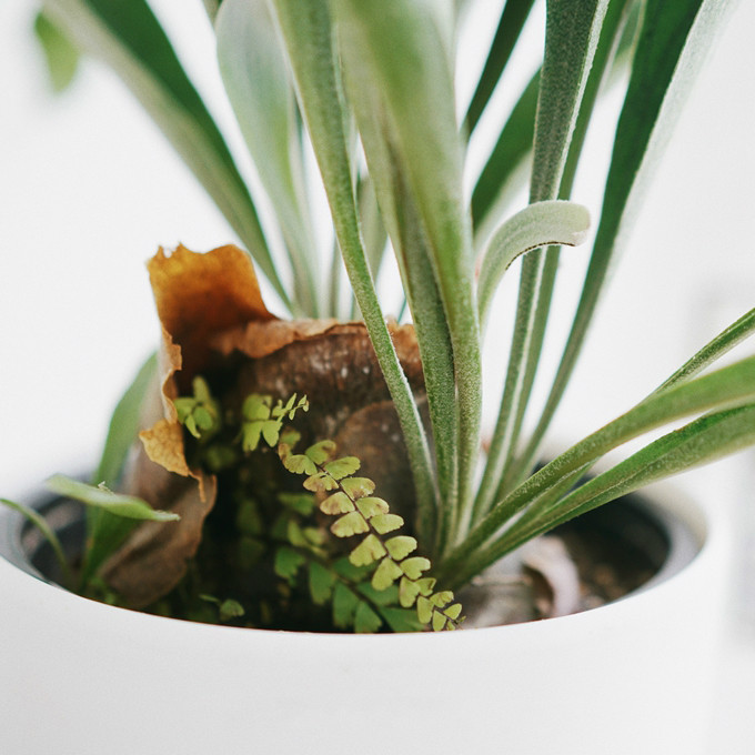 荷兰鹿角蕨 北欧ins网红植物家居绿植桌面懒人盆栽麦桑荷 荷兰鹿角蕨