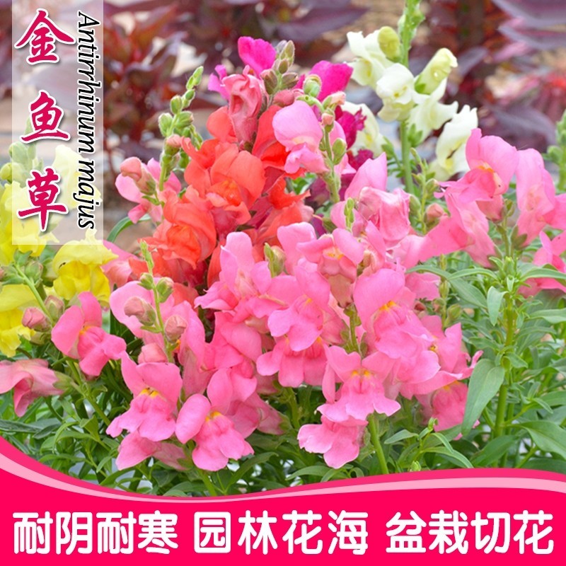 矮生金鱼草种子 春秋播室内阳台盆栽花卉阳台专用种子 金鱼草花籽骏楷