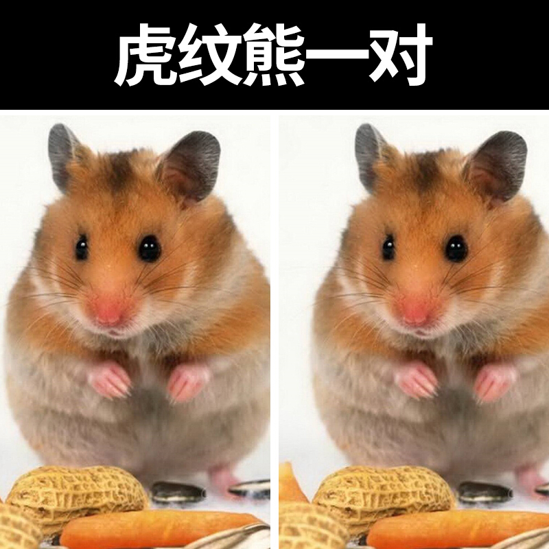 三线紫仓布丁金丝眼圈熊侏儒幼崽活泼健康幼体窝 虎纹熊 一对