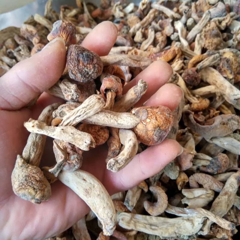 湖南农家野蘑菇小油菇500g干货菇子干菌子野菌子250g 250g