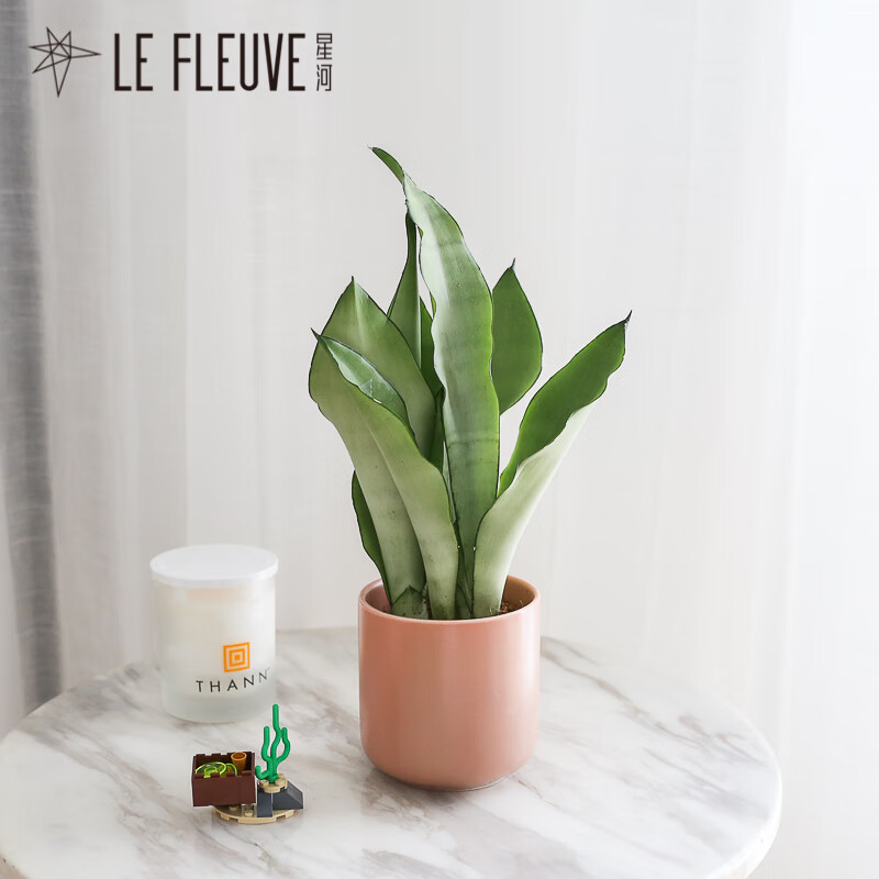 刘不丁星河 白玉虎皮兰北欧风小盆栽短叶金边虎尾兰办公室书房桌面
