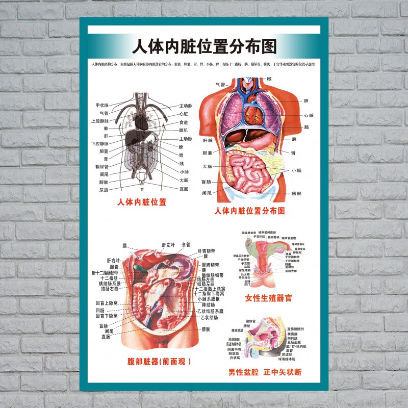 示意图医学宣传挂图人体器官心脏结构图医院海报 人体内脏位置分布图