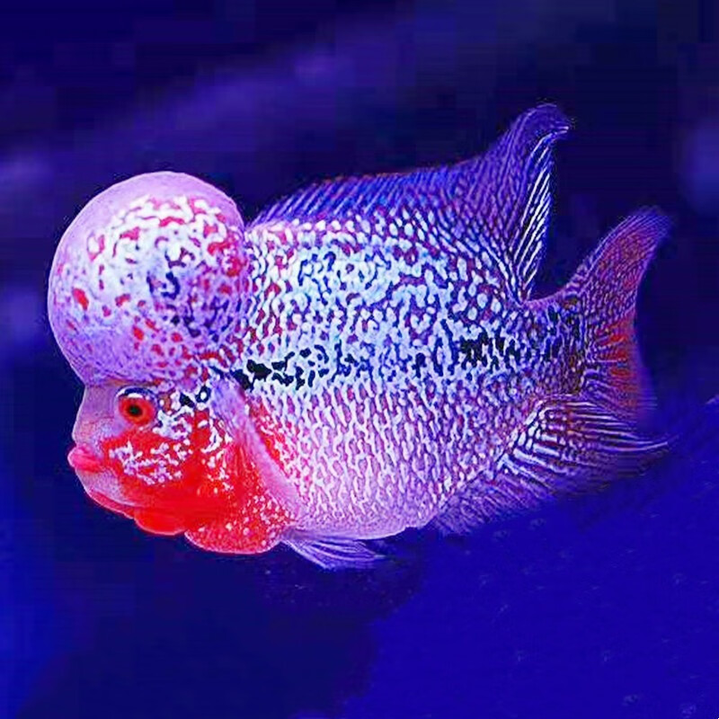 最漂亮的中型观赏鱼 发财鱼图片大全大图 伤感说说吧