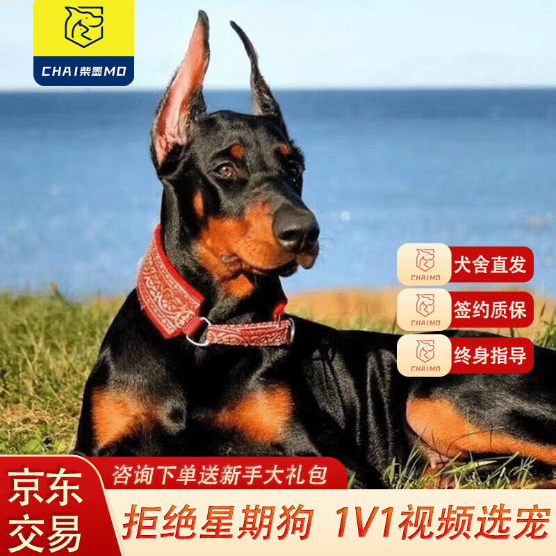 柴墨杜宾犬幼犬宠物狗狗活体大型护卫犬平台下单签订合同 宠物级