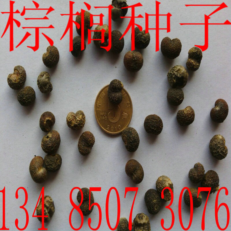 棕榈种子棕榈树种棕榈树苗耐寒棕榈种子qcdd 棕榈种子1斤