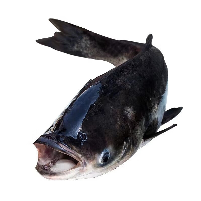 前岔 千岛湖鱼胖头鱼鲜活发货原大头鱼包头鲢鱼花鲢鱼活鱼新鲜 30-40