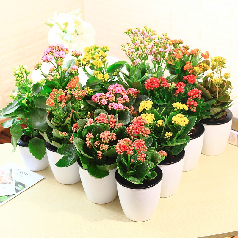 长寿花长寿花盆栽苗满带花苞盆栽花植物室内办公室 橙色大盆长寿花 不