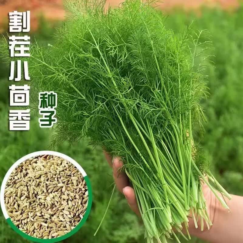 茴香种子多次采收割茬小叶茴香种籽四季播种谷香佐料种子蔬菜种子 割
