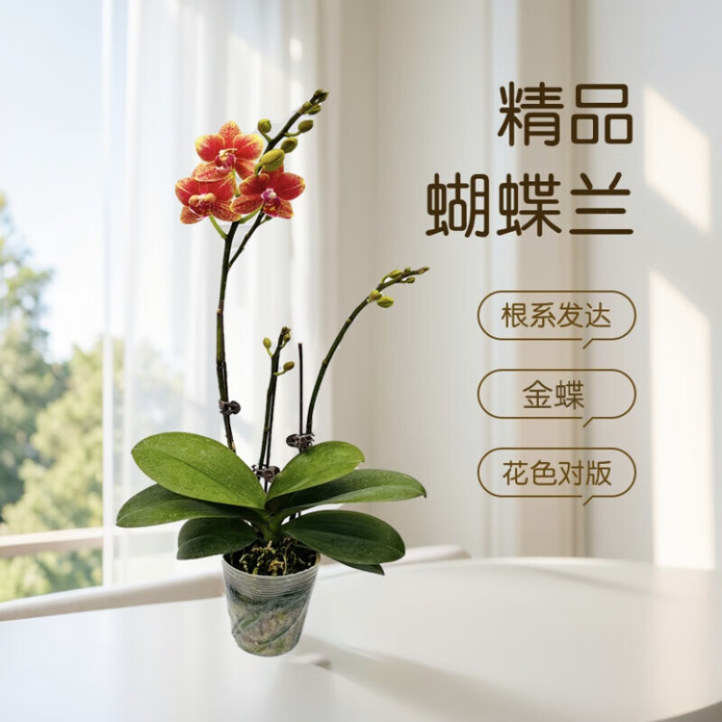 糜岚(mielanat)蝴蝶兰绿植盆栽鲜花花兰花苗苗室内客厅真双剑四季植物