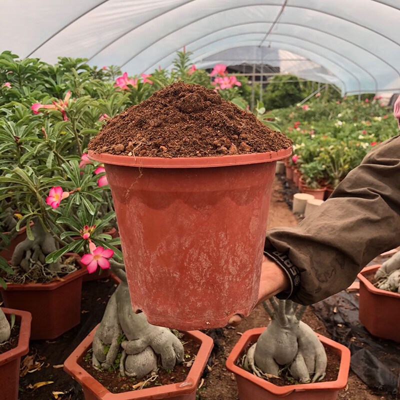 自制沙漠玫瑰专用土有机营养土 多肉植物透气透水促根配方土壤5斤