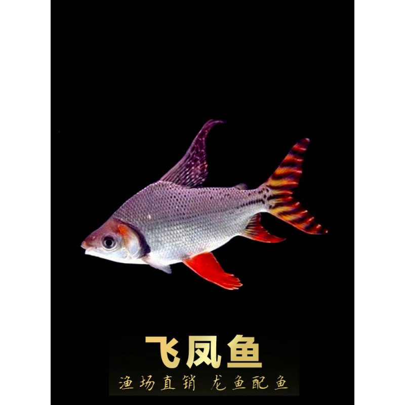 搭啵兔飞凤鱼活体鱼缸大型龙配鱼吃垃圾鱼热带鱼观赏鱼红龙鱼金龙鱼