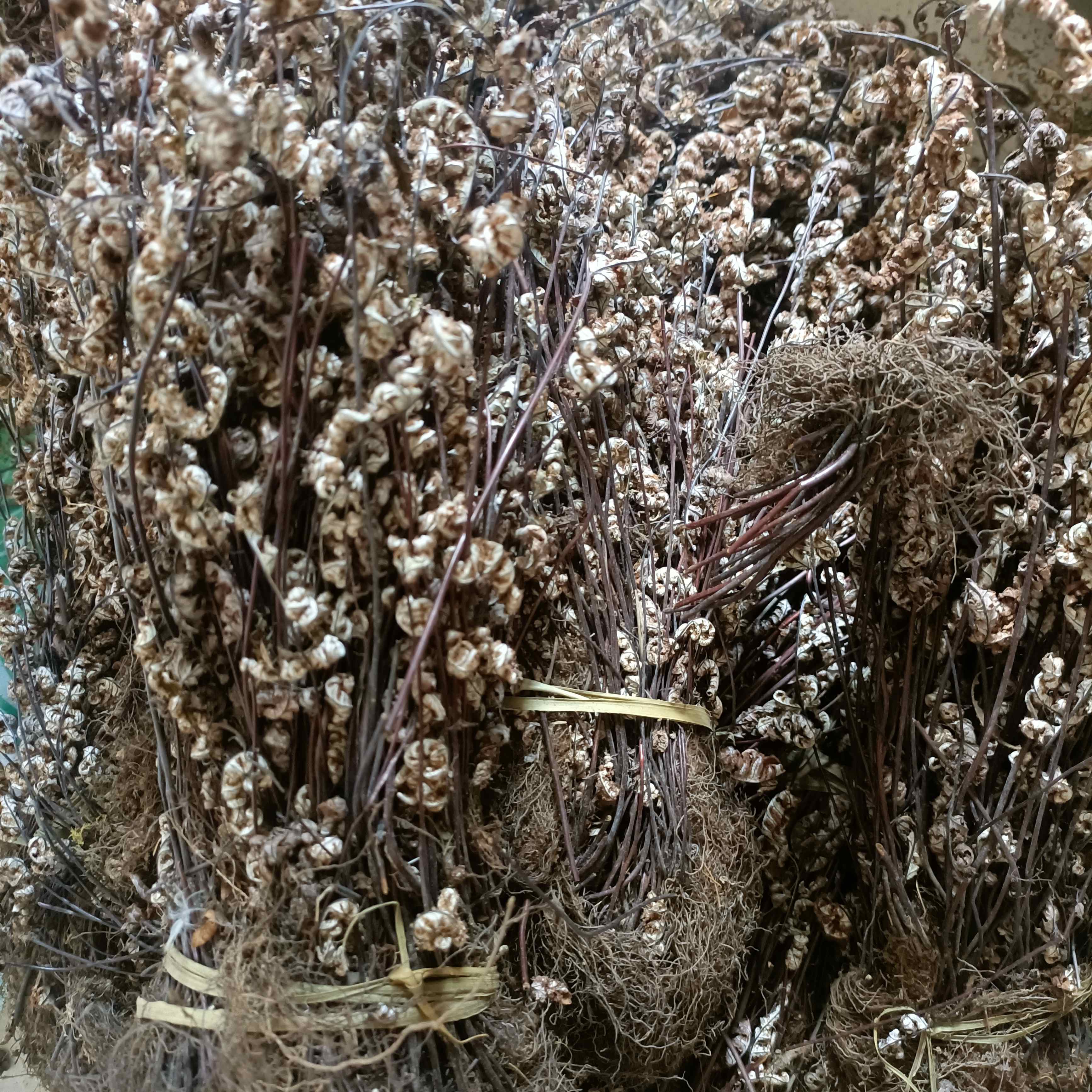 北京同仁堂中药材 通经草 铜丝草 银粉背蕨250-1000g 通精草干货 500g