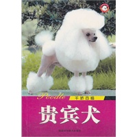 千娇百媚贵宾犬 世界名犬系列【放心选购】