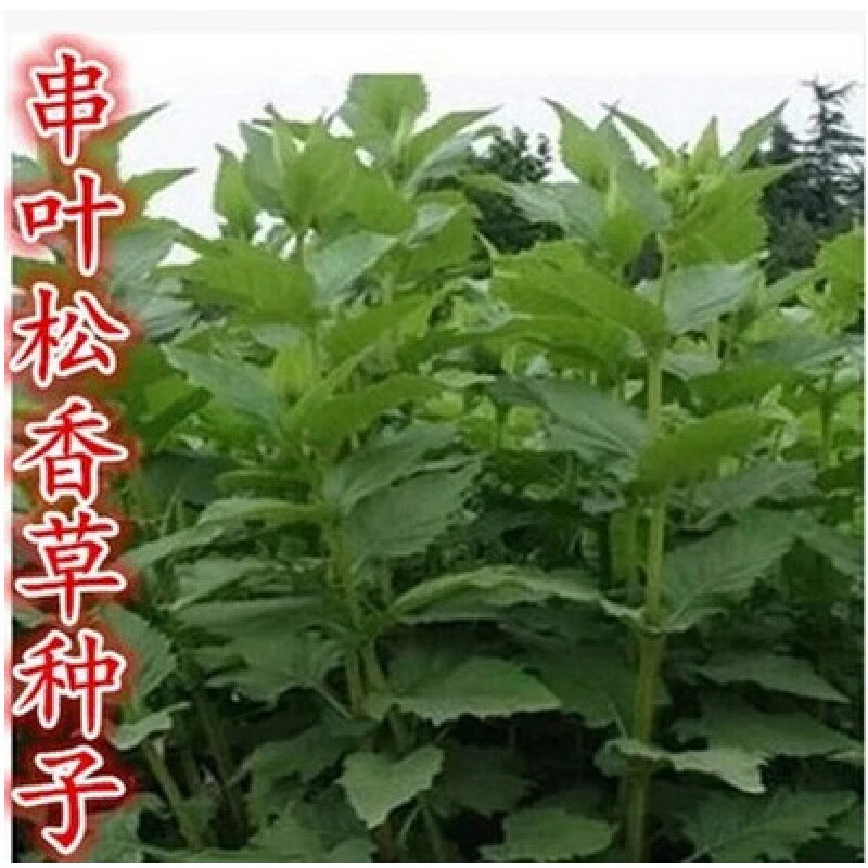 韵久串叶松香草种子牧草多年生猪牛羊鹅食用华夏中华神菊教授菊种籽