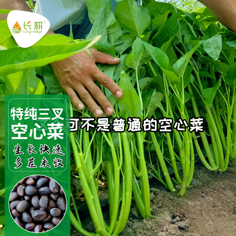 长耕三叉空心菜种籽大叶青梗空心菜种籽春秋四季阳台盆栽蔬菜种子孑