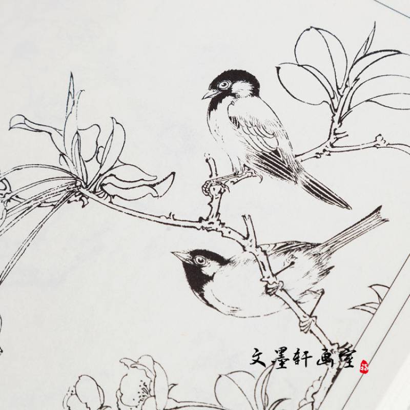 百禽画谱中国画线描/王健/白描禽鸟翎毛图集花鸟画
