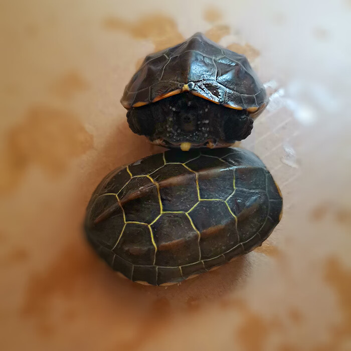 中华草龟乌龟金线草龟冷水外塘龟好养龟观赏龟耐活宠物龟家养 褐色