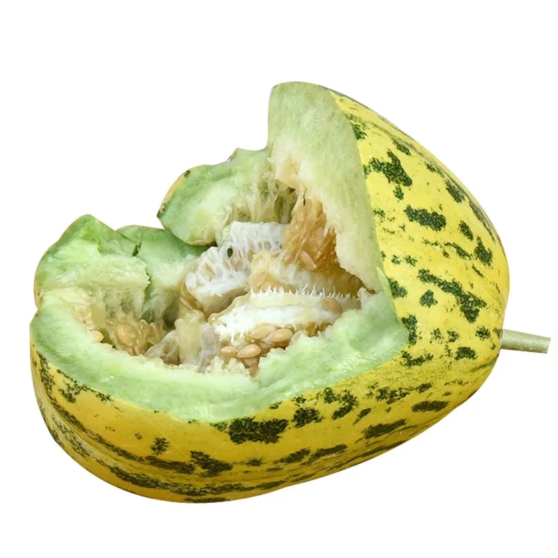 京诗悦八里香甜瓜新鲜现货当季甜瓜头茬花皮甜瓜新鲜10斤装 5斤 精选