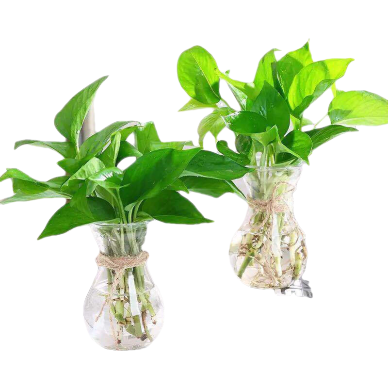 泰西絲水養(yǎng)綠蘿水培植物室內(nèi)懶人小簡約透明玻璃花瓶桌面客廳綠籮 玻璃花瓶1個(gè)+綠蘿(8-10株)+麻繩