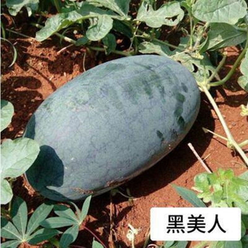 黑美人西瓜嫁接苗 10颗送1颗(精品大苗 肥