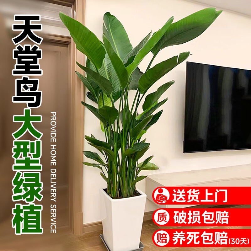 临雅天堂鸟室内绿植客厅大型绿植盆栽办公室绿萝柱大叶植物花卉盆景 天堂鸟1.4-1.5米+白色梯形盆怎么样,好用不?