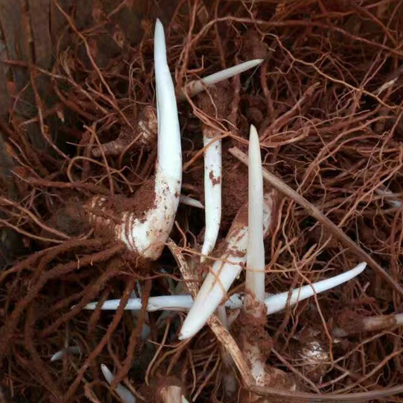 花中酷   云南重楼种苗种子 粉质滇重楼种子叶一枝花种苗独角莲 种子