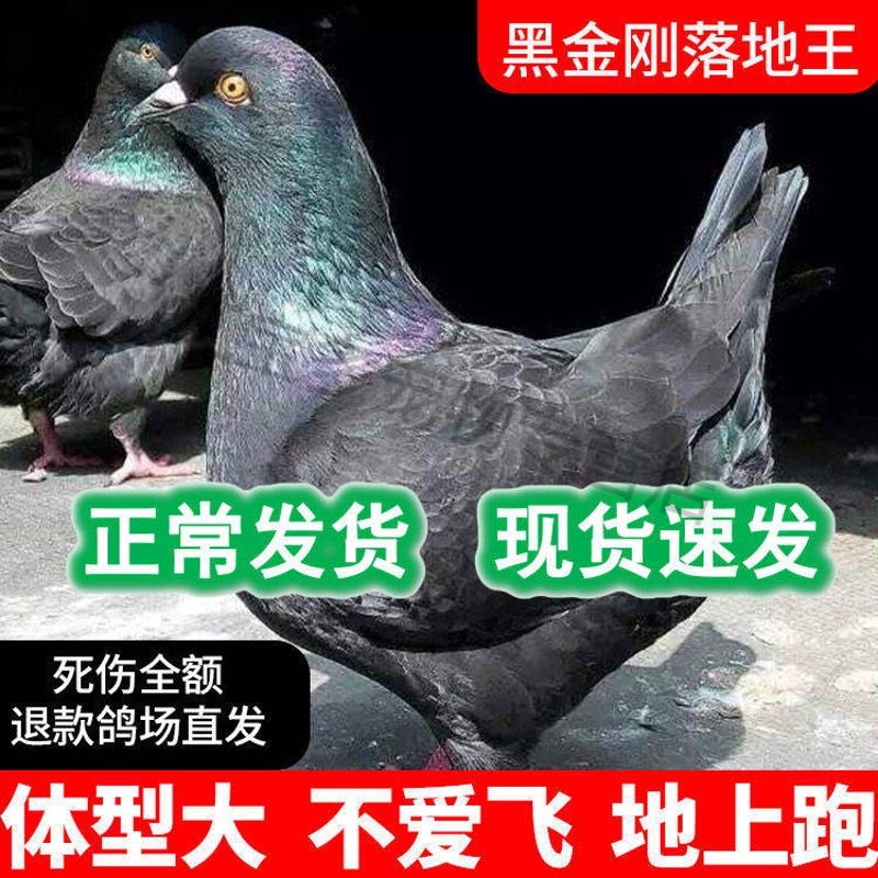 纯种落地王鸽子活物一对瓦灰种鸽特大型鸽子活体肉鸽观赏鸽现货 黑色大体落地王（包下蛋） 成年种鸽一对高性价比高么？
