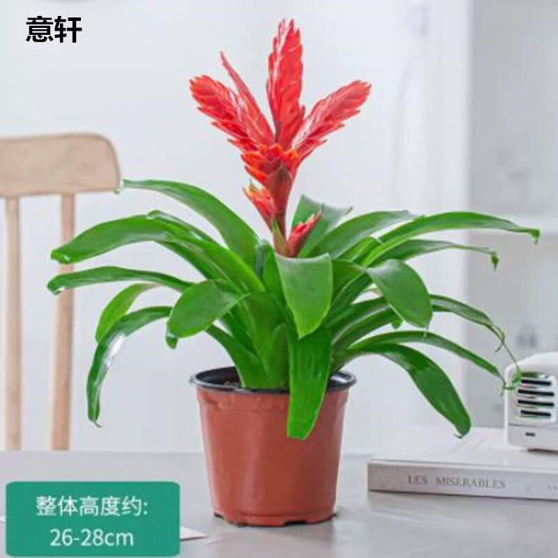 意轩招财手红玉扇鸿运当头盆栽绿植花卉植物室内花客厅 招财手【原