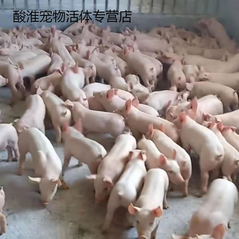 长白猪纯种,二元外三元育肥种猪小猪猪仔包活猪家幼崽苗小猪仔 25-30