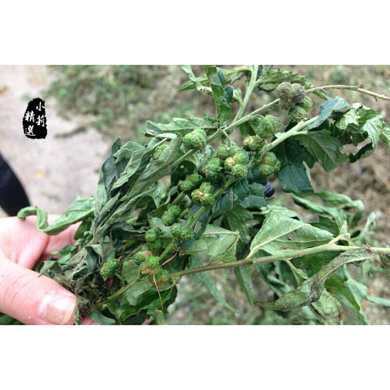 透骨草500g克 可磨透骨草粉中药透骨草 珍珠透骨草
