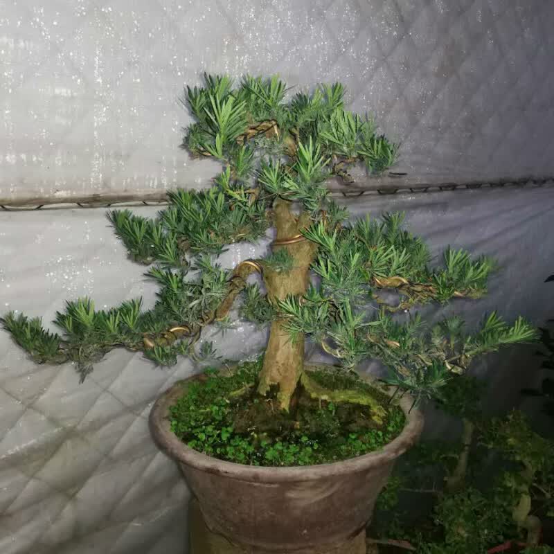 罗汉松树苗盆栽珍珠/雀舌/米叶罗汉松小苗盆景罗汉松盆景 12年造型苗