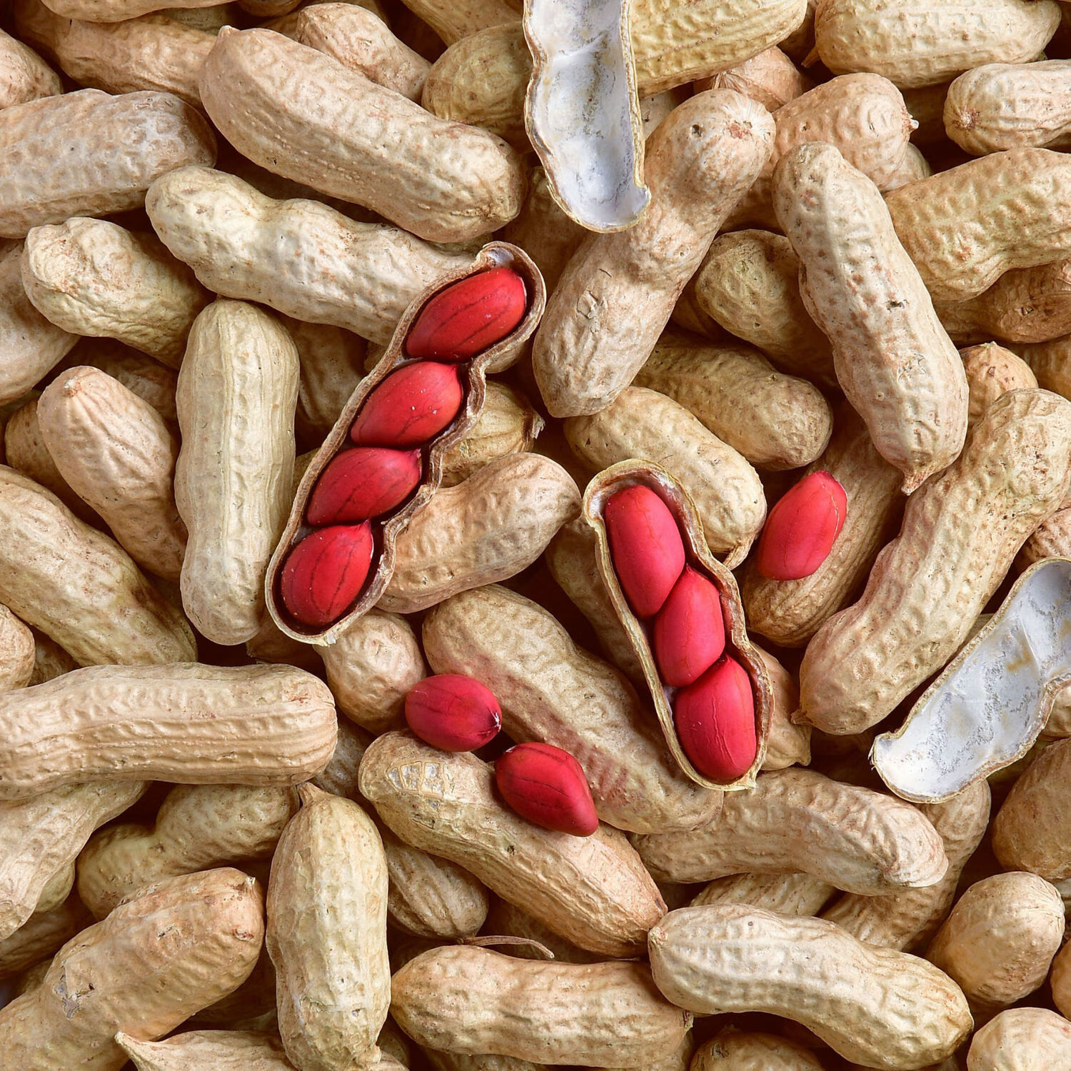 【京喜百亿补贴】2020年红皮花生带壳花生农家新鲜晒干生花生米仁四粒