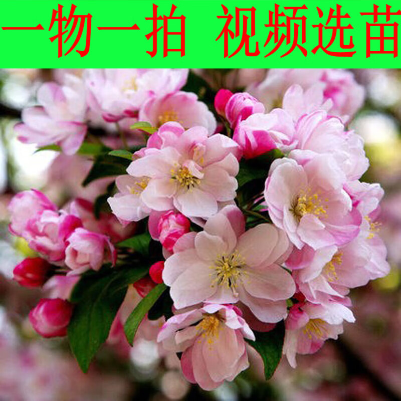 府海棠花庭院阳台耐寒花卉植物垂丝海棠 提示:发货修剪,基本不带叶子