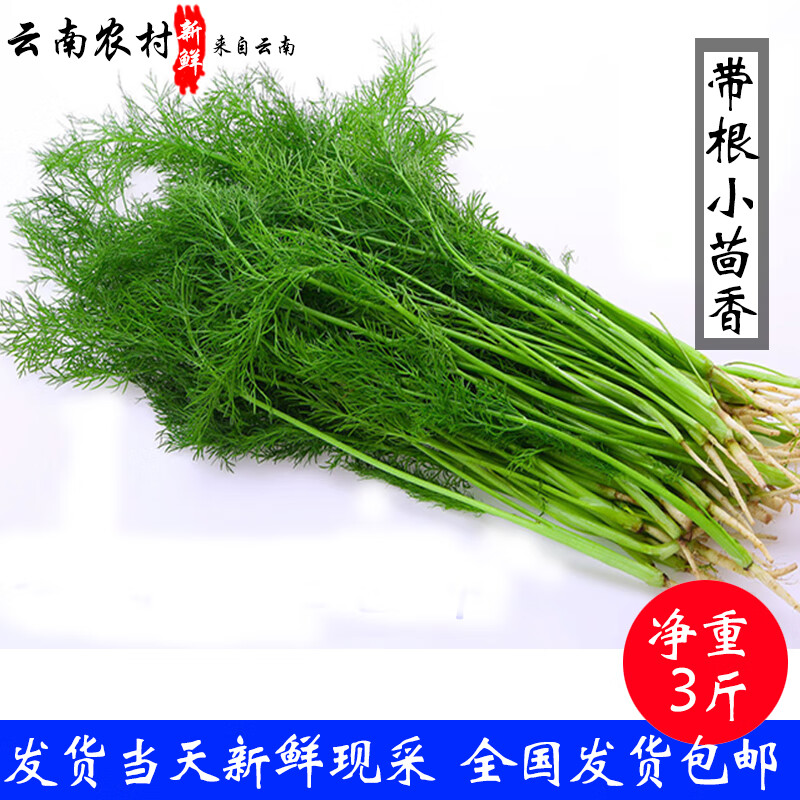 教蔬鲜生带根小茴香  小茴香菜新鲜时令绿色蔬菜新鲜农家特产大茴香菜