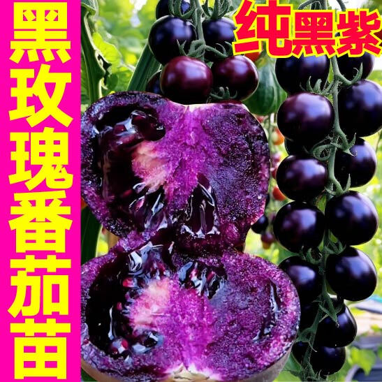 大菜乡寿光纯黑紫色黑玫瑰番茄苗秧黑番茄种子圣女果西红柿四季盆栽阳台 纯黑黑玫瑰番茄苗6棵+1包肥