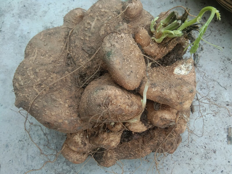贵州新鲜雪胆中药材 苦金盆  曲莲 罗锅底 高原地产原生原药500g