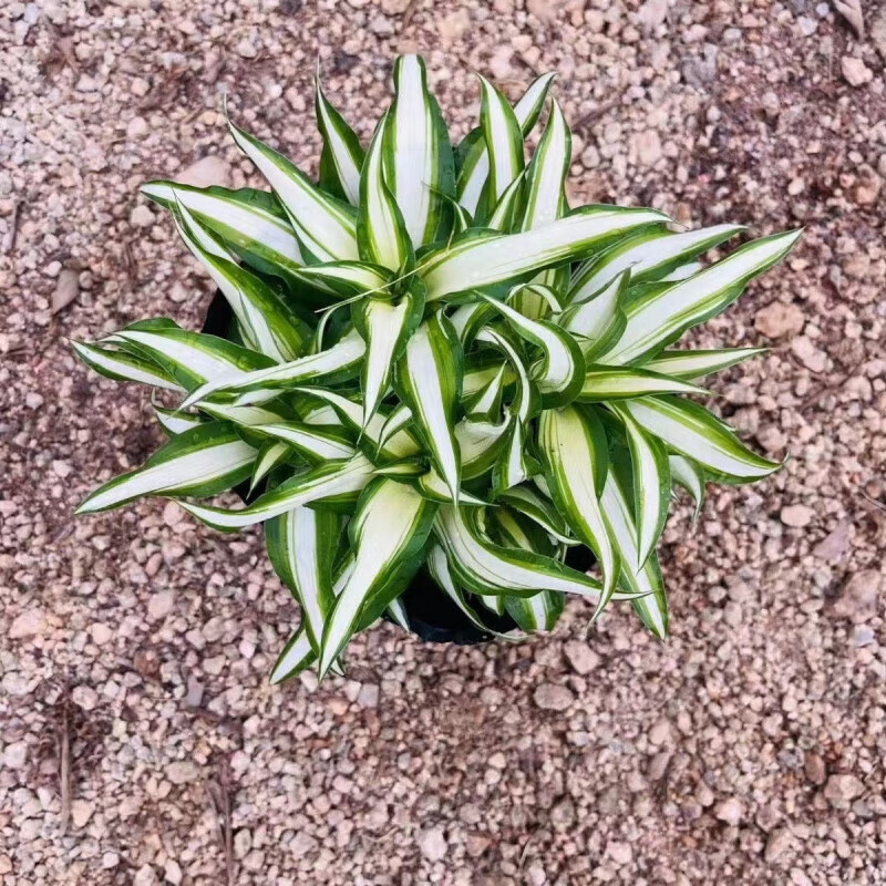 盆栽卷叶卷边室内好养活的四季客厅吸甲醛的金边 白玉金心吊兰