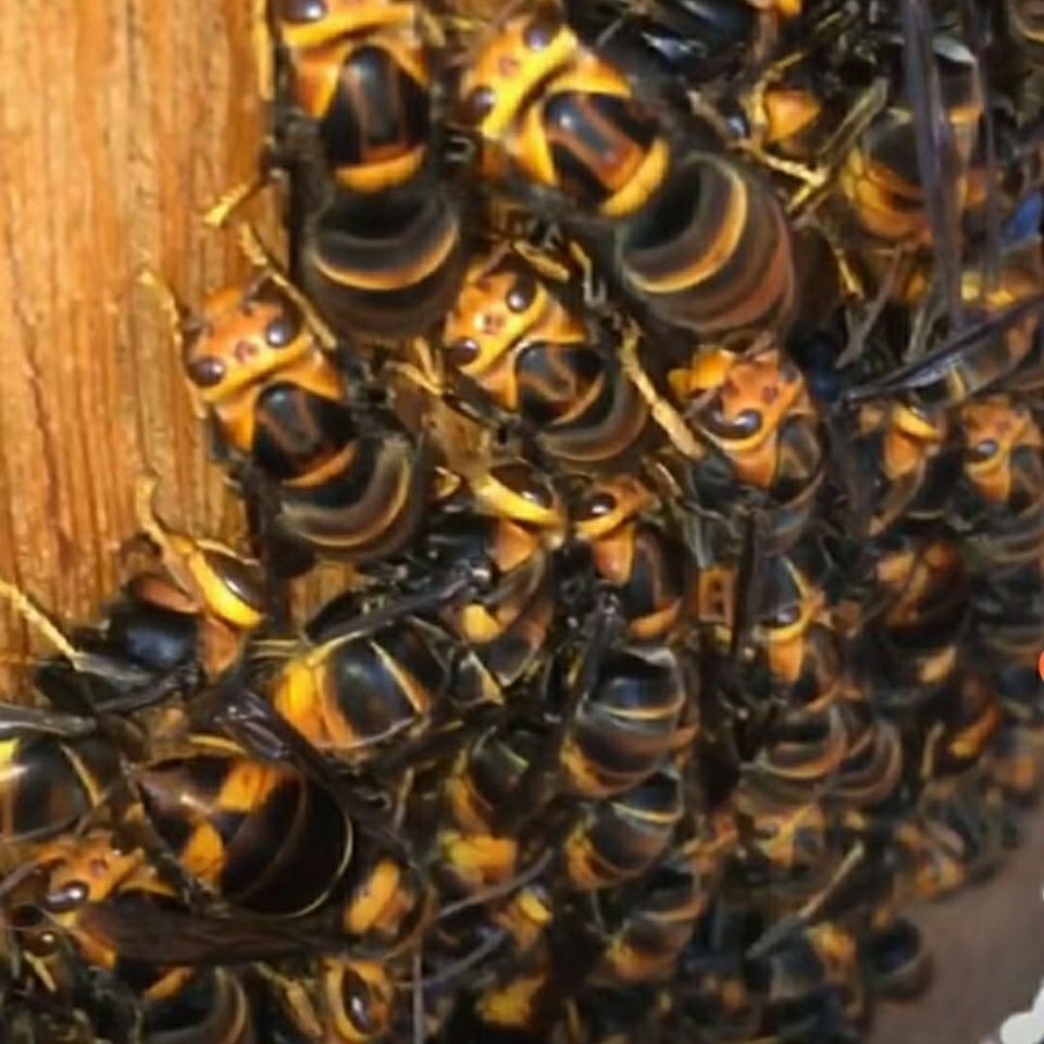 伟博胡蜂七里王黄脚黑盾红娘黄脚蜂王