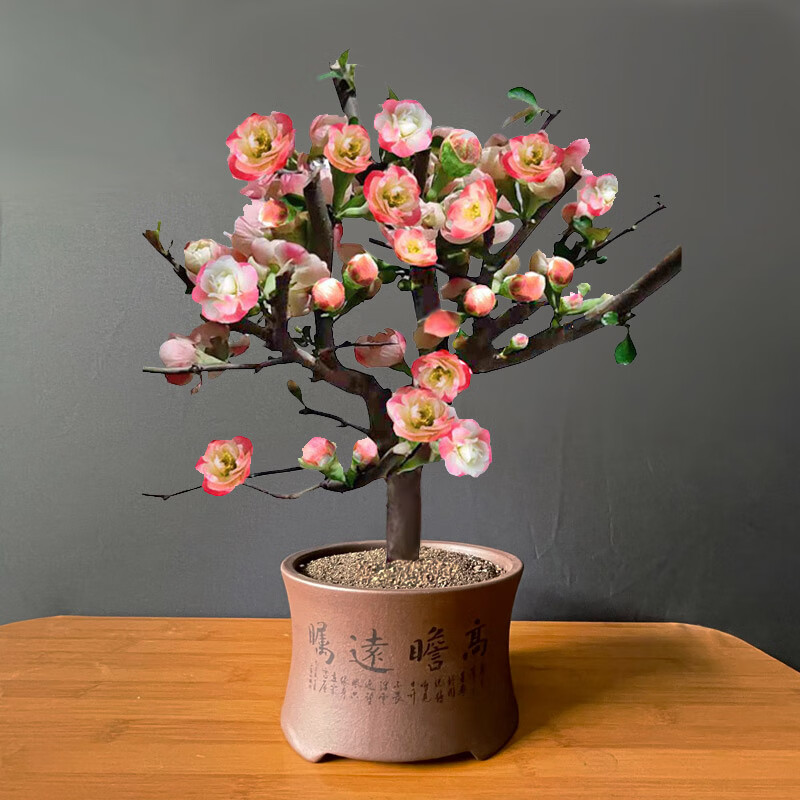 美漾新品四季彩玉海棠花盆栽阳台盆景老桩变色海棠耐寒庭院花卉植物苗