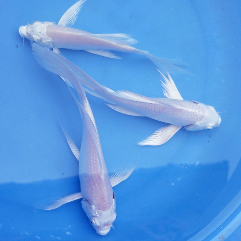 纯种白金龙凤锦鲤活体观赏鱼金鱼黑金黄金龙凤冷水淡水发财鱼 白金