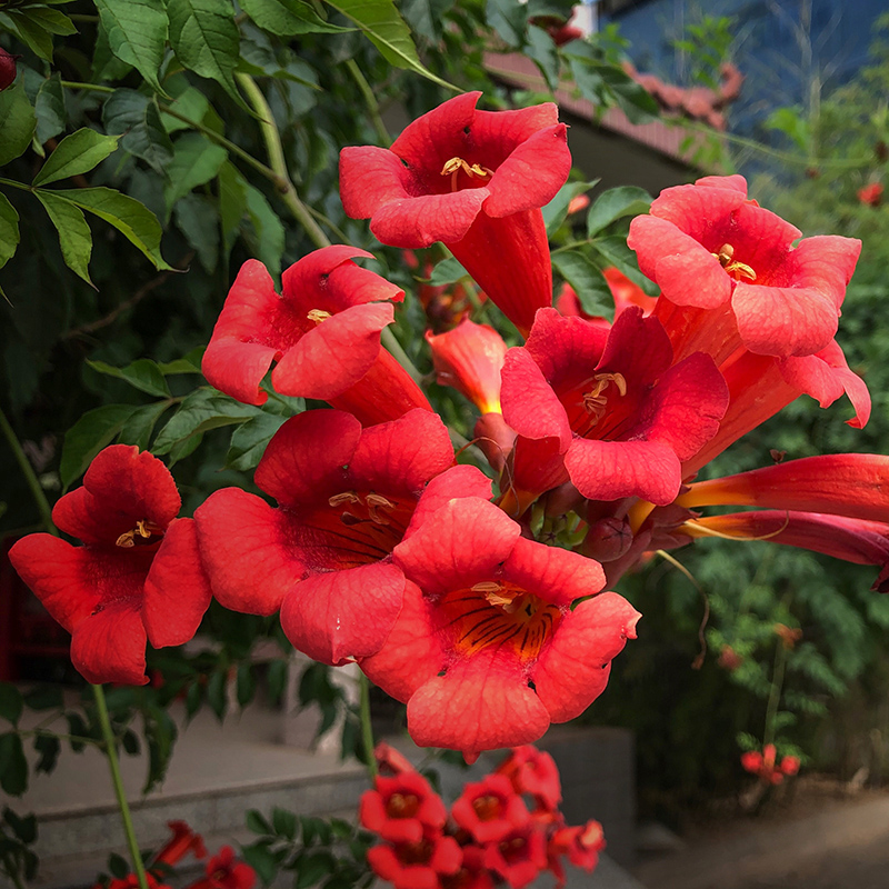花苗攀援花卉盆栽老桩别墅庭院绿化爬藤植物室外四季开花 日本凌霄