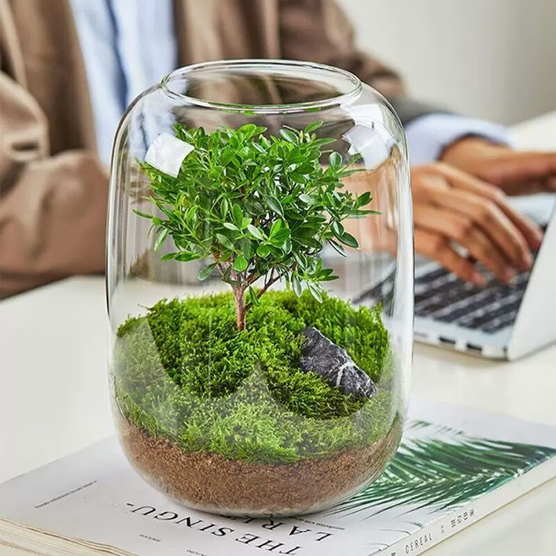封茗【生命之树】生态瓶苔藓微景观青苔造景缸植物办公室绿植桌面盆栽 生命之树微景观(透明款)+植物灯