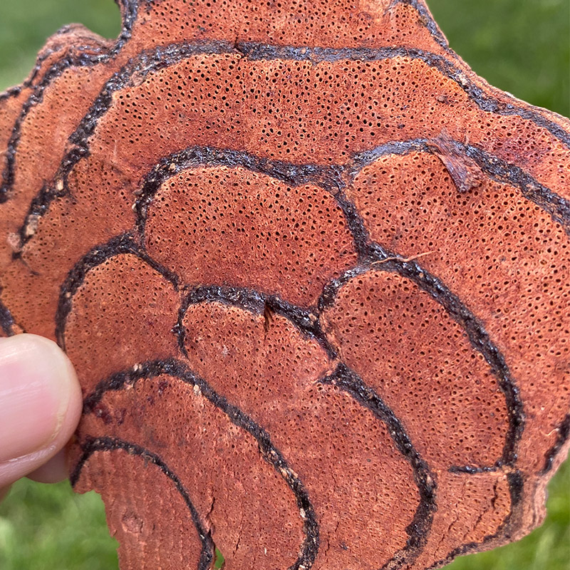 朗透  云南野生鸡血藤药材滇鸡血藤颗粒原料百年老藤500g广西