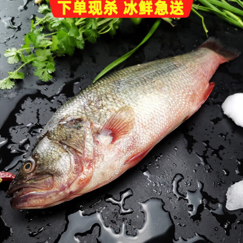 京乐狳淡水鱼生态淡水鲈鱼500g淡水产品新鲜河鲈鱼鲜活鱼现杀鲈鱼