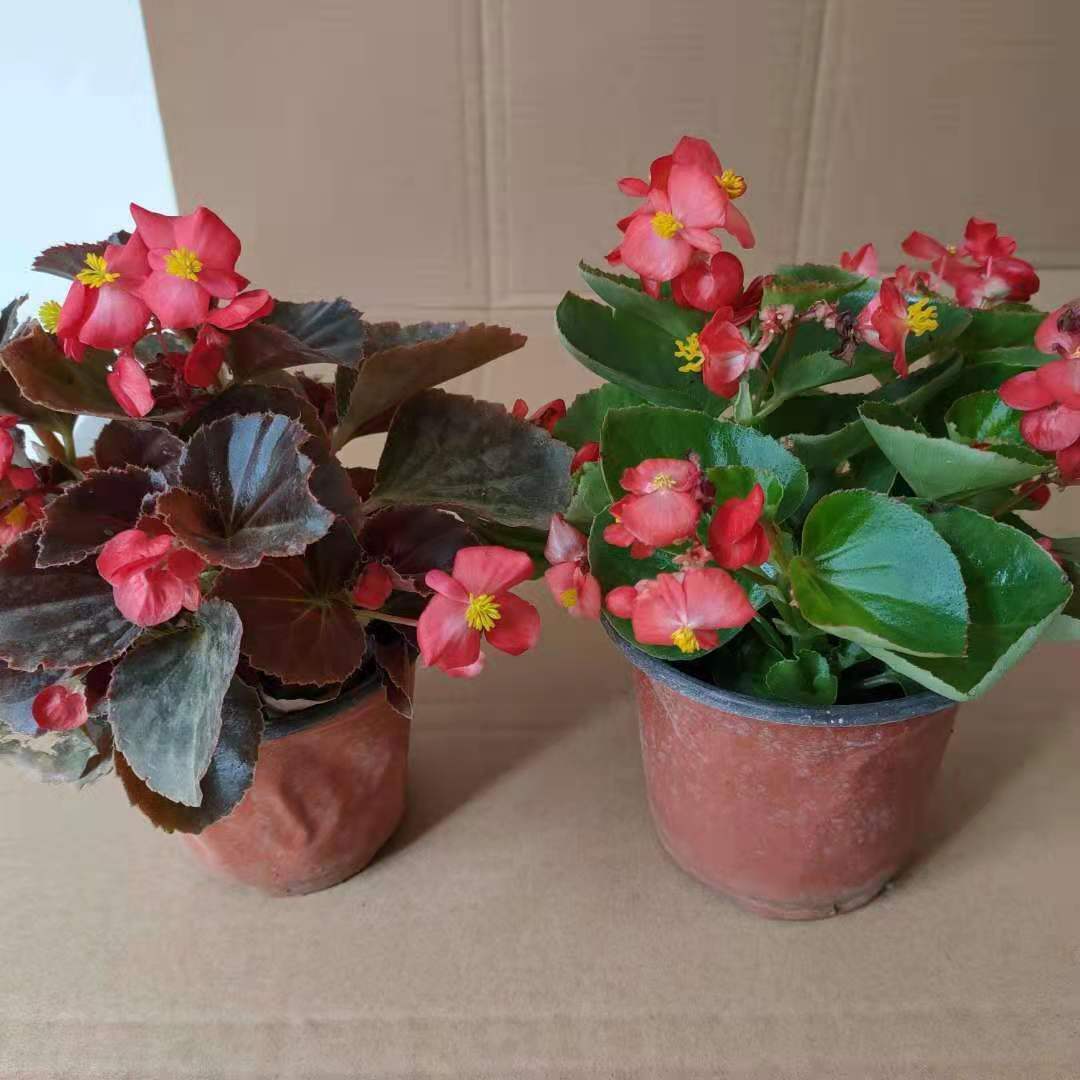 秋颖四季海棠花盆栽大苗大花大叶小花玻璃翠四季花卉室内庭院阳台 2盆