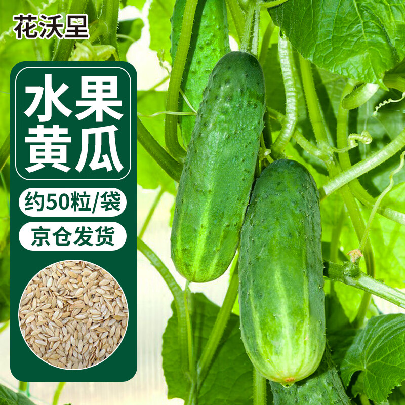 花沃里 水果黄瓜种子 蔬菜种子爬藤小黄瓜阳台盆栽/庭院田间种植约50粒怎么样,好用不?