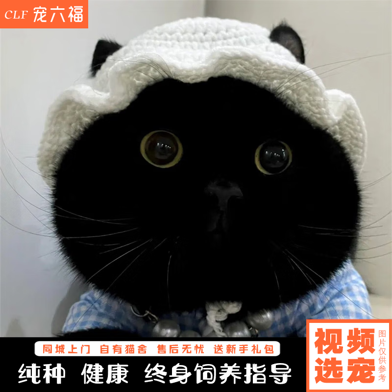 宠六福纯种孟买猫幼崽活体黑猫幼猫小猫宠物猫咪活体 宠物级 公
