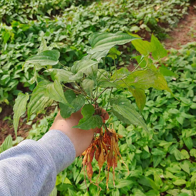 绿中蕊中药材百部种苗高产对叶良种大百条根闹虱蔓生红白花品种基地