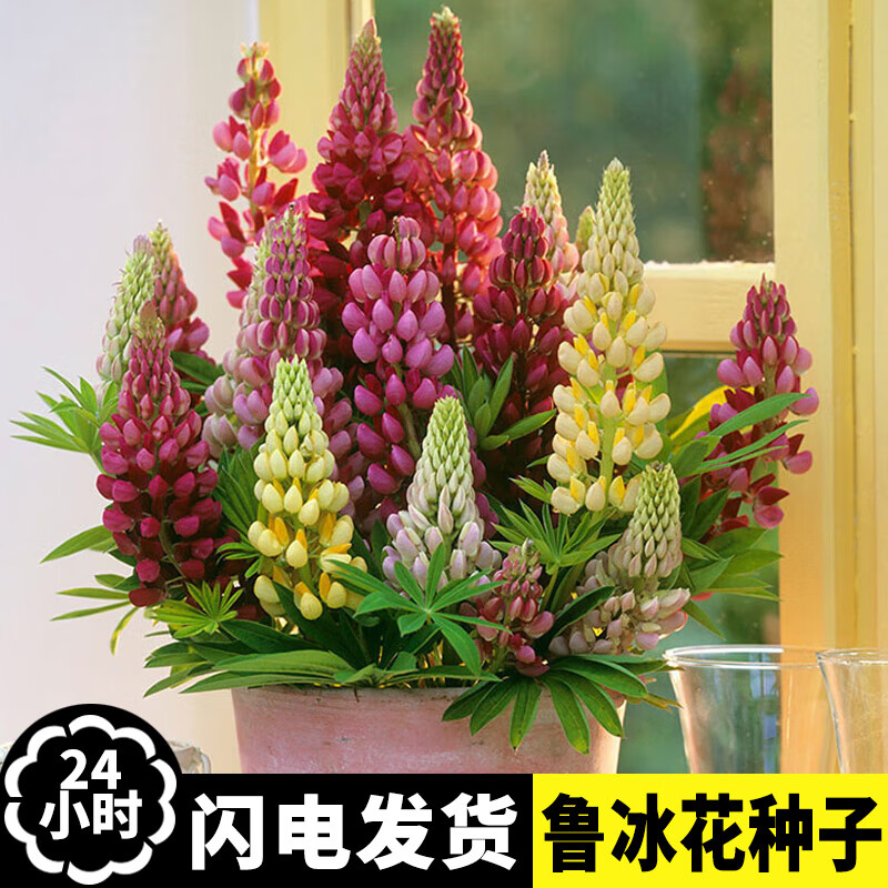 山谷里的居民 鲁冰花种子四季种易活花籽四季开花羽扇豆种子多年生